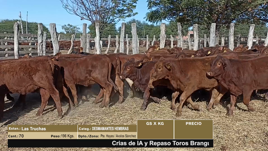 Lote LOTE 1 - 70 DESMAMANTES HEMBRAS