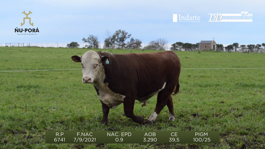 Lote Toros a remate en Remate anual Ñu Porá 2023, Paysandú