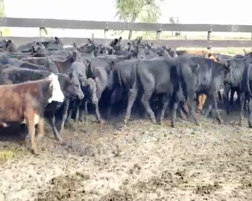 Lote 75 Terneros/as en Villaguay, Entre Ríos