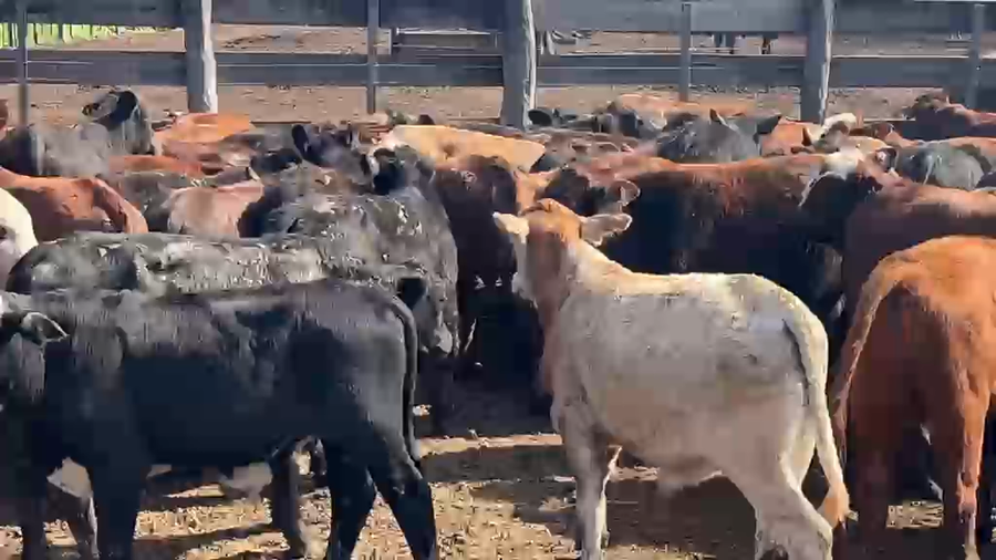 Lote 110 Terneros