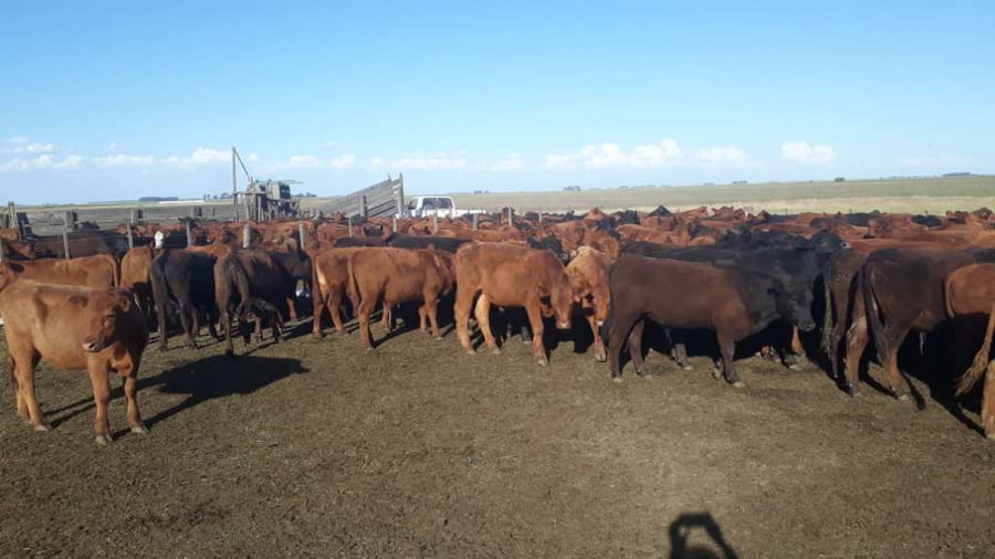 Lote 100 Terneros en arboledas, Buenos Aires