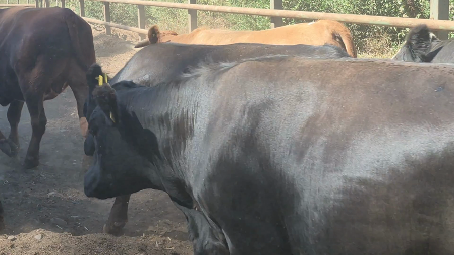 Lote 45 Novillo Gordo en Pelarco, VII  Región Maule