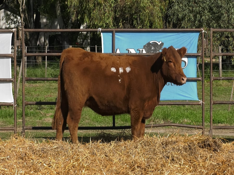 Lote VAQUILLONAS ANGUS  PP