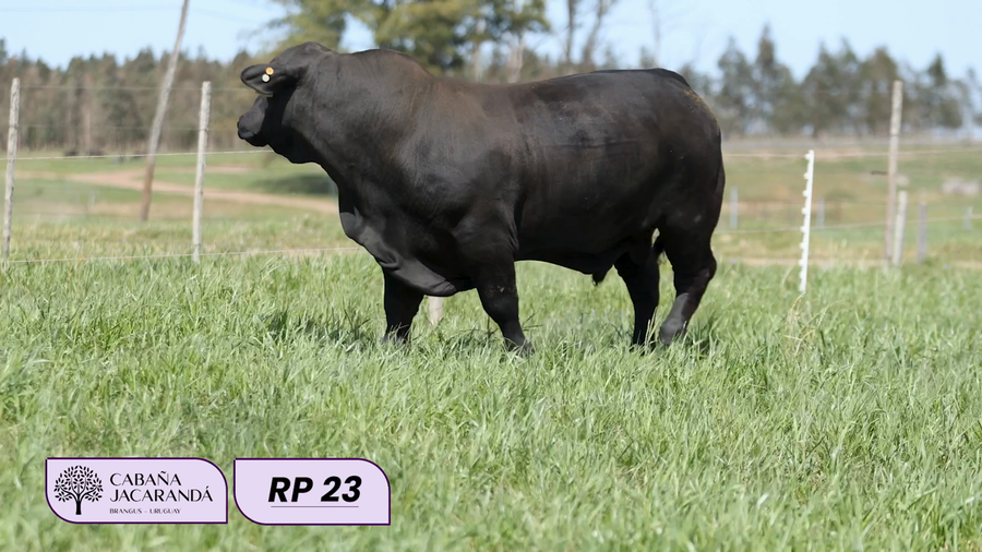 Lote Cabaña Jacarandá