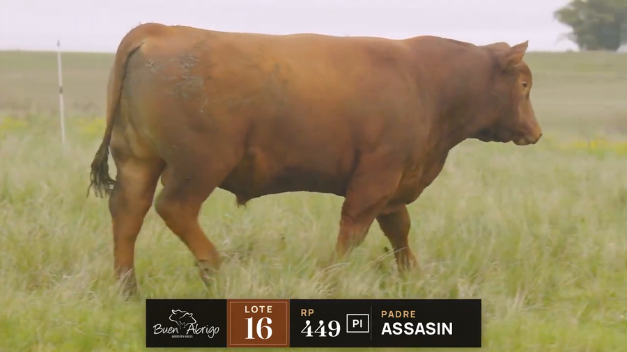 Lote LOTE 16 · TORO PI · RP 409, 449, 468