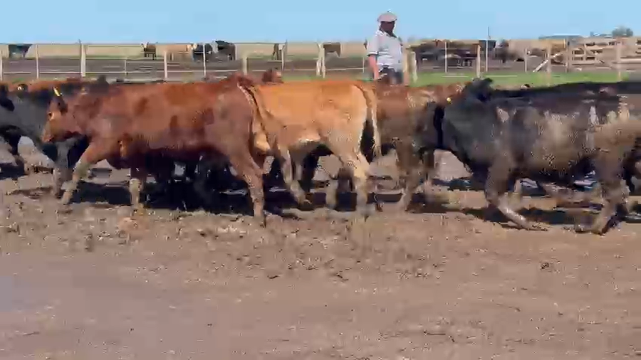 Lote 110 Terneros/as en Gral. Pinto