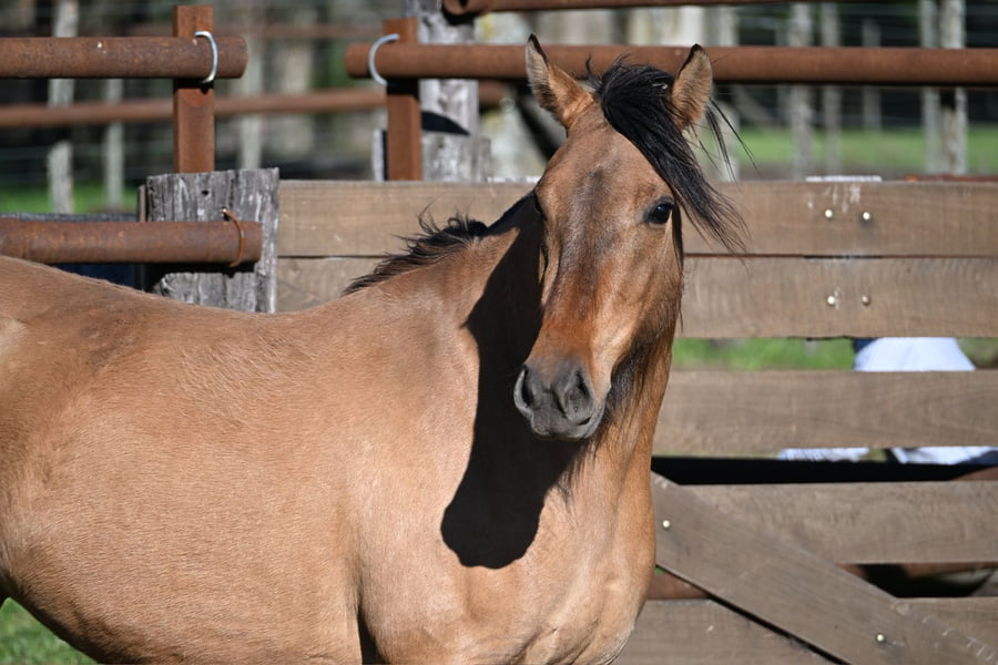 Lote RAIGUELEN ARGILA