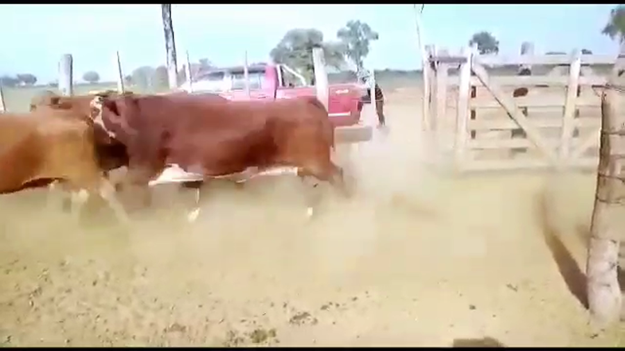 Lote 248 Vacas  en Las Lomitas, Formosa