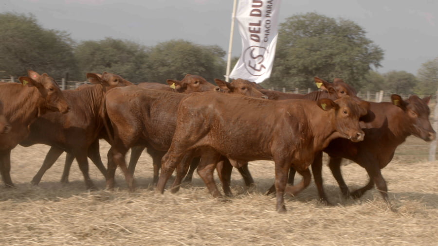 Lote Vaquillas CBO. 1 PREÑADAS