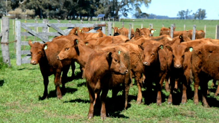Lote Ternera seleccionada para madre