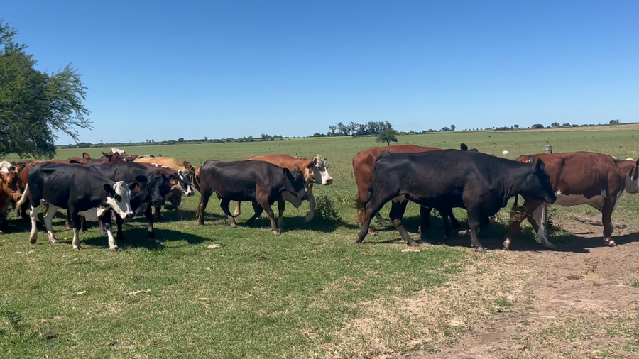 Lote 30 Vacas C/ gtia de preñez