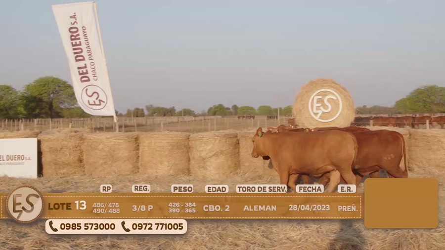 Lote Hembras Preñadas