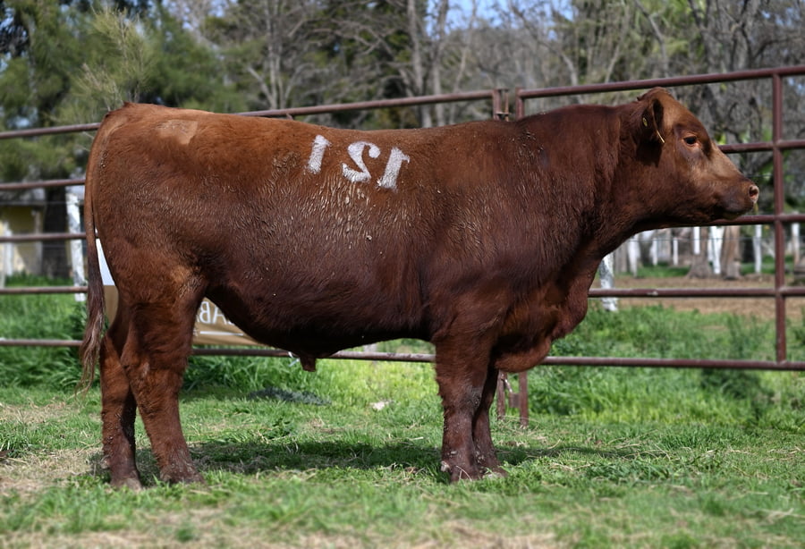 Lote TOROS PUROS CONTROLADOS