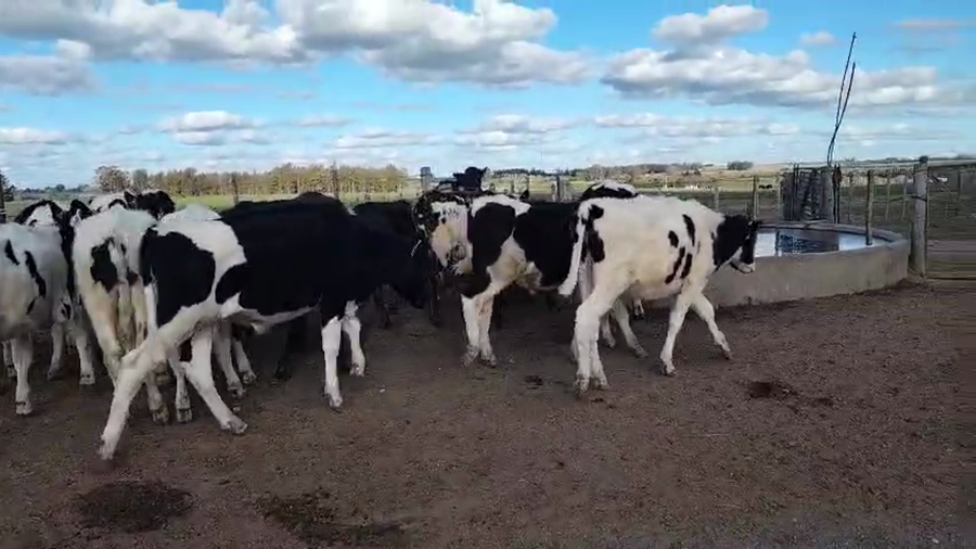 Lote 17 Novillos a remate en Pantalla Aniversario - Escritorio Camy, San José