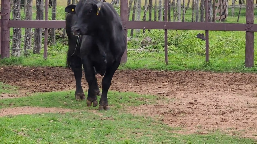 Lote Toros T. Brangus  Negro a remate en Remate de Reproductores, Asunción