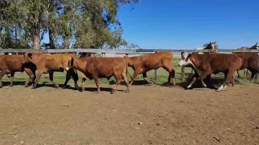 Lote 22 Novillos en Corrientes, Santo Tomé