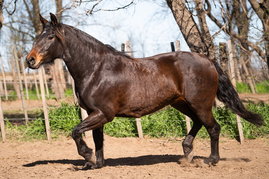 Lote COSCOJERA MAL LLEVADA