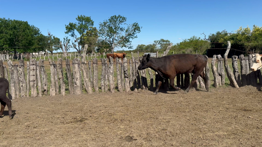 Lote 26 Vacas CUT con cría en Corrientes, Curuzú-Cuatiá