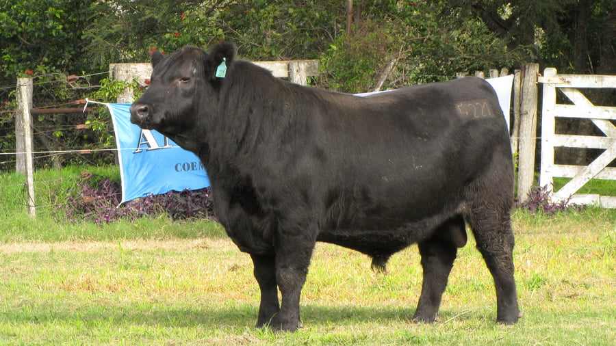 Lote CABAÑA COEMBOTÁ: RP 221