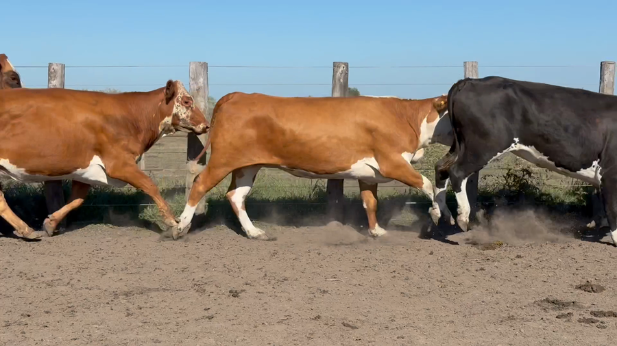 Lote 32 Vacas de invernar en Corrientes, Sauce