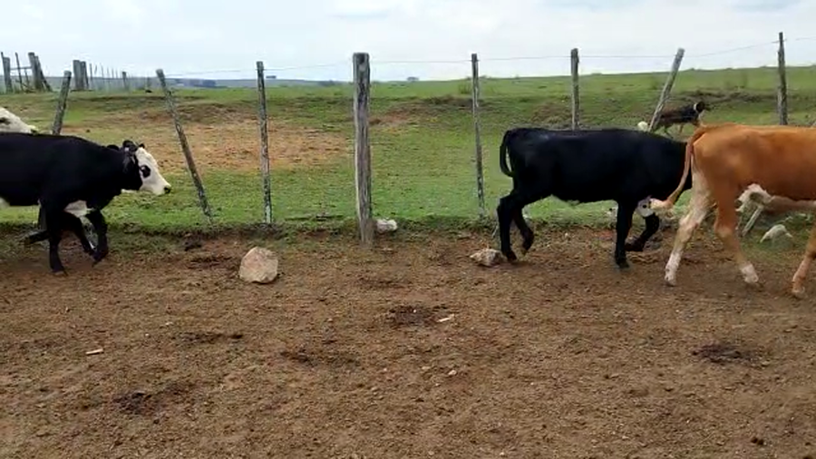 Lote 70 Vaquillonas 1 a 2 años en Tacuarembó