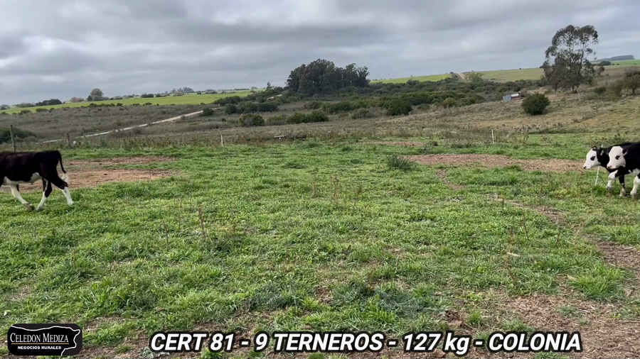 Lote 9 Terneros en Colonia