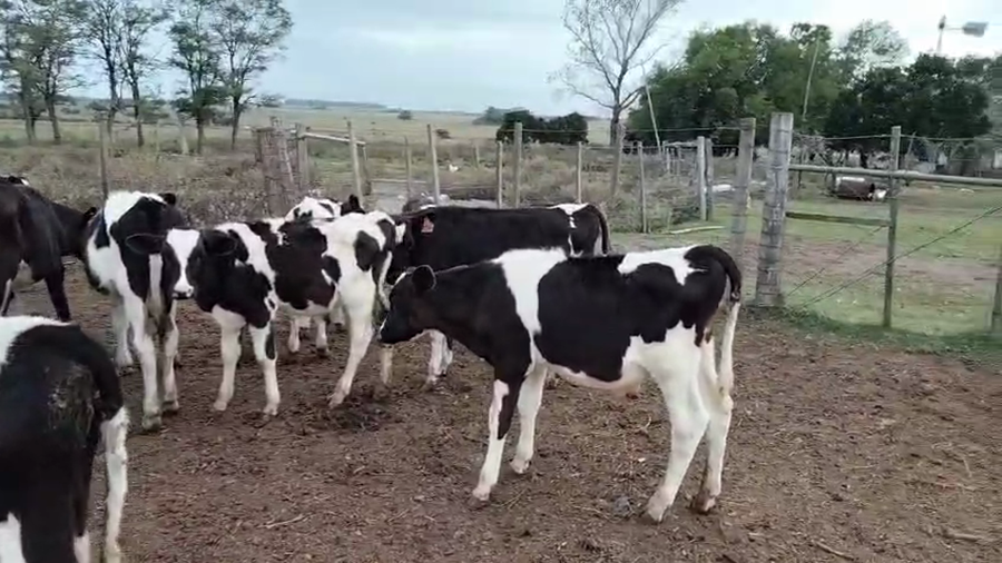 Lote 20 Terneros a remate en Pantalla Camy, San José