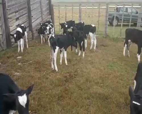 Lote 15 Terneros HOLANDO 70kg - , San José