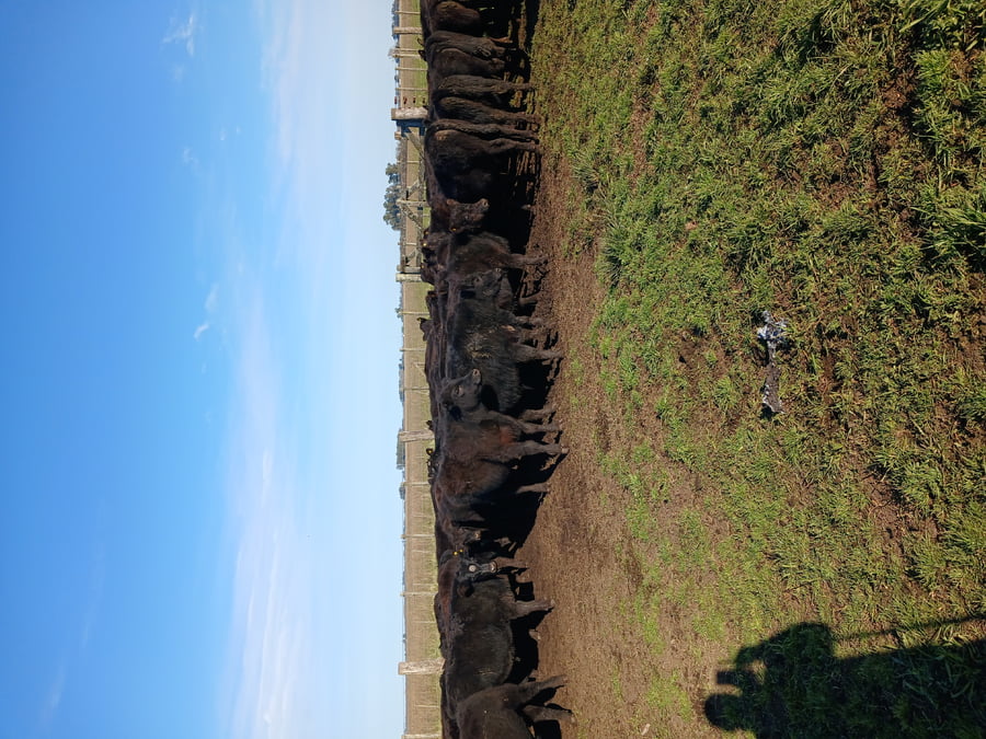 Lote 60 Terneros EN RAUCH