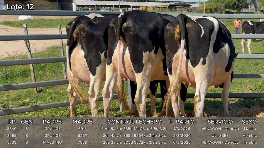 Lote Vacas