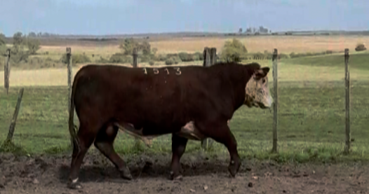 Lote Polled Hereford