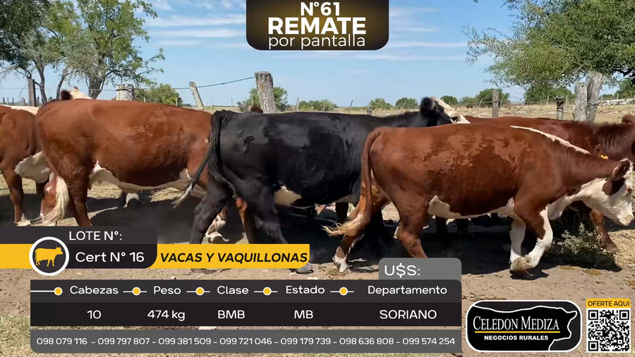 Lote 10 Vacas y vaquillonas en Palo Solo , Colonia