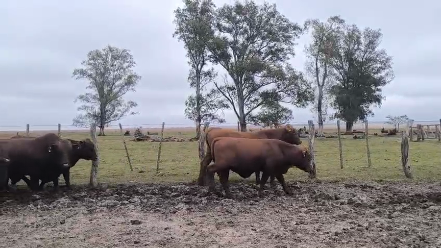 Lote 17 Toros