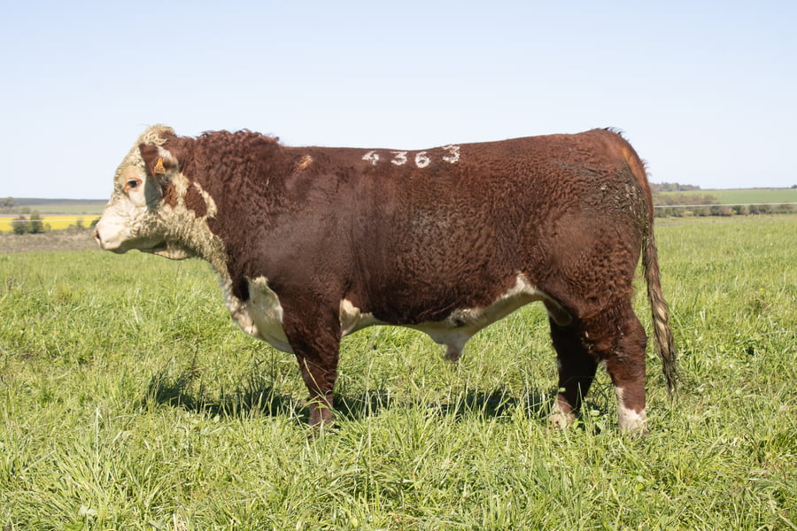 Lote 26
