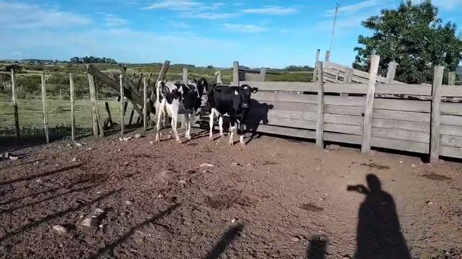 Lote 4 Piezas de cría a remate en Pantalla Camy, San José