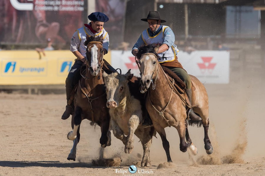 Lote EMBRIONES TARANTULA Y OLIMPICA