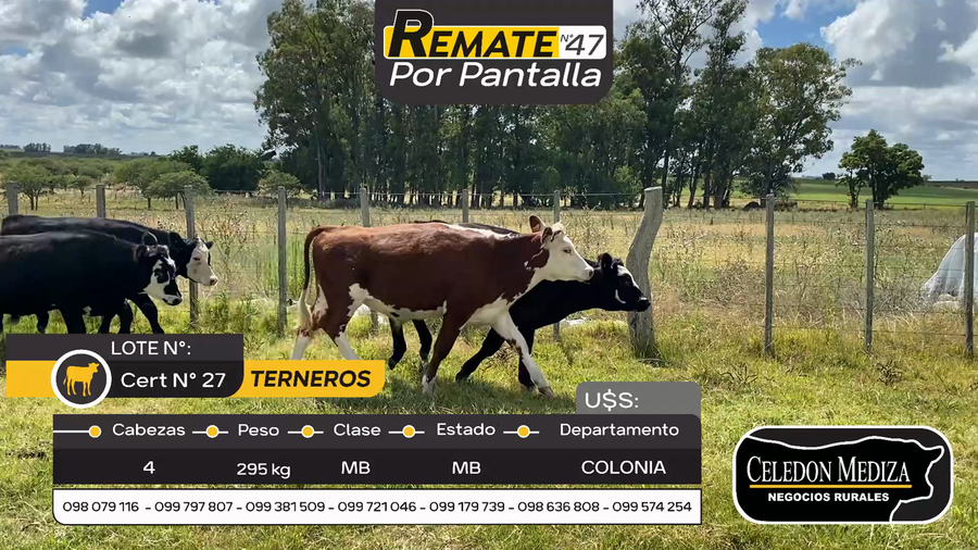 Lote 4 Terneros en Radial Conchillas, Colonia