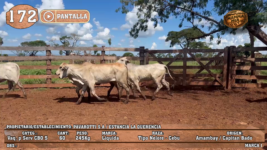 Lote LOTE 172 - PANTALLA