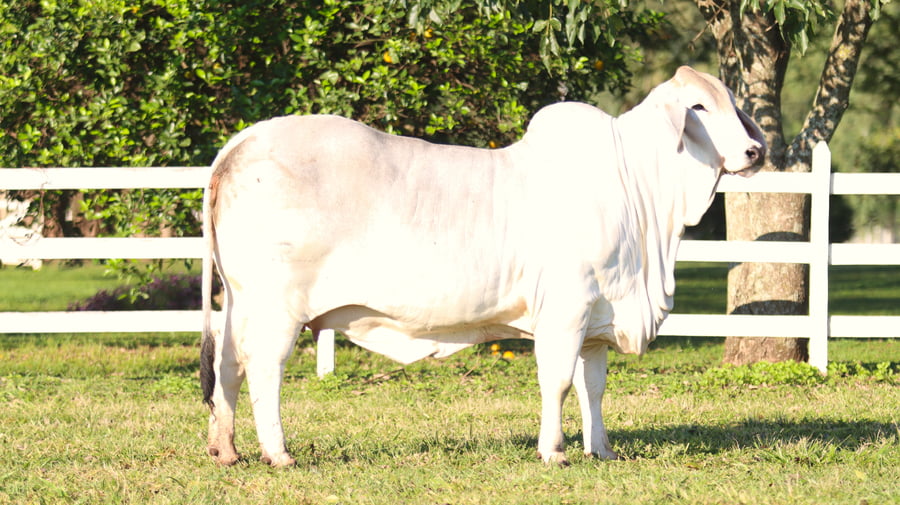 Lote LOTE 5