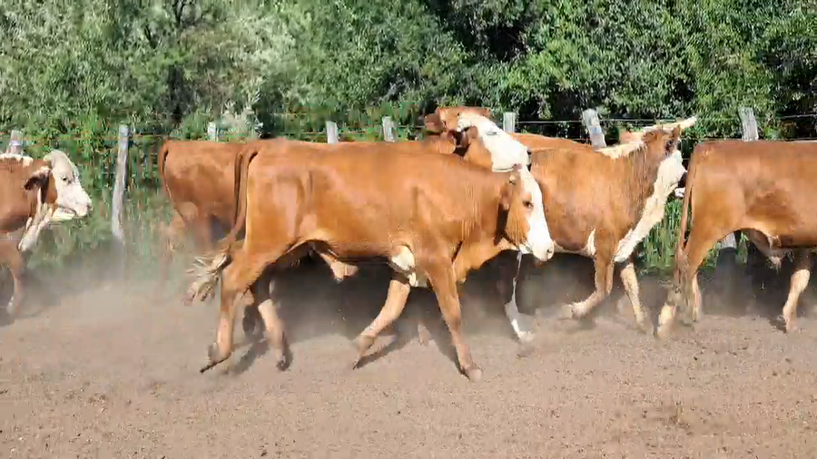 Lote 66 Novillos en Corrientes, Mercedes