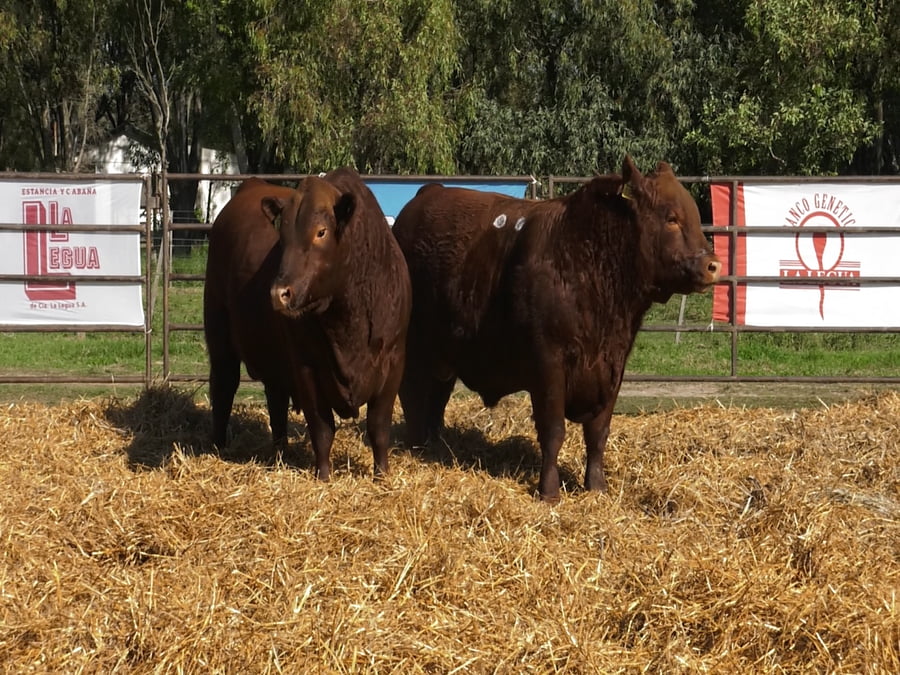 Lote TOROS ANGUS PP