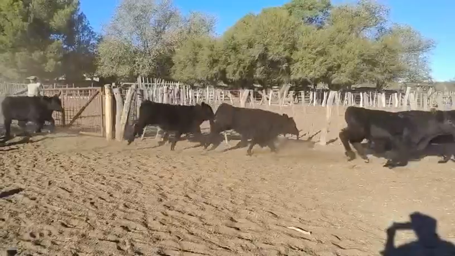 Lote 60 Terneros en Algarrobo del Aguila, La Pampa