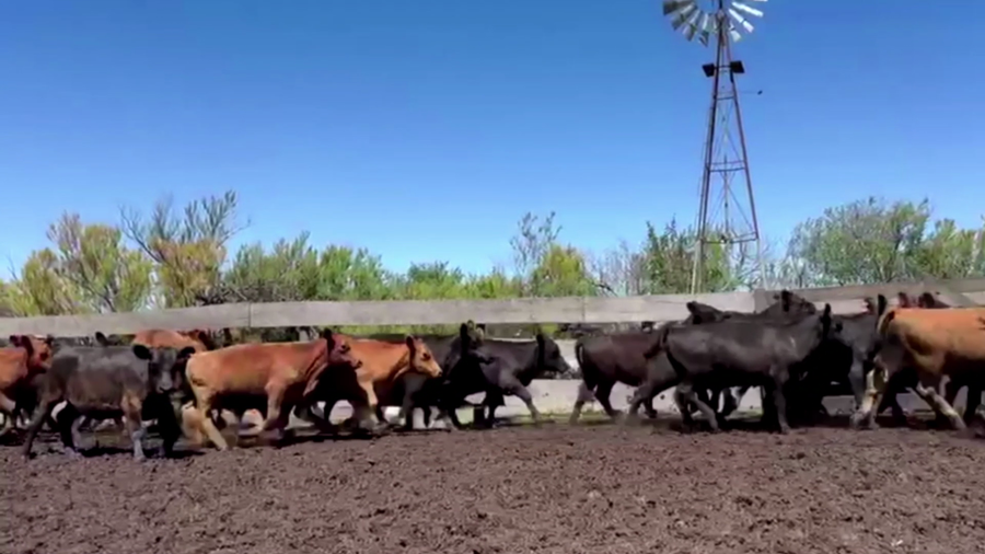 Lote 60 TERNS. MACHOS Y HEMBRAS, PEHUAJO, BS. AS.