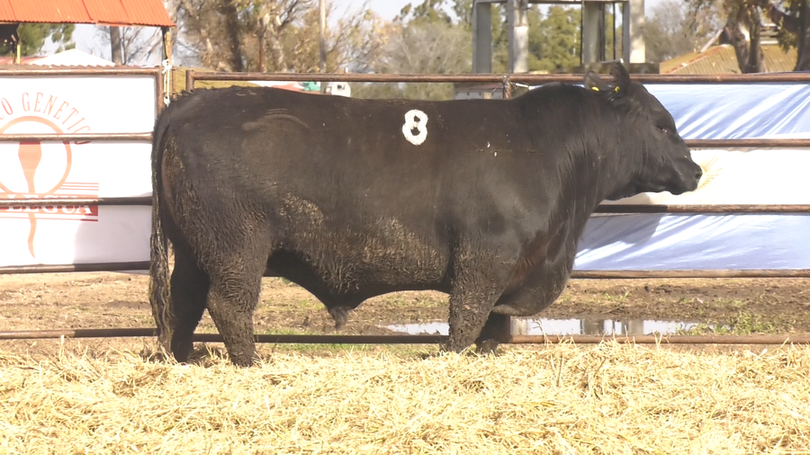 Lote TOROS ANGUS NEGROS  PC