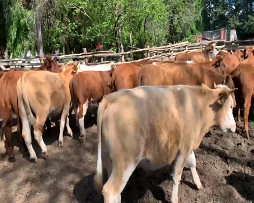 Lote 26 Novillo Engorda en Los Ángeles, VIII Región Biobío