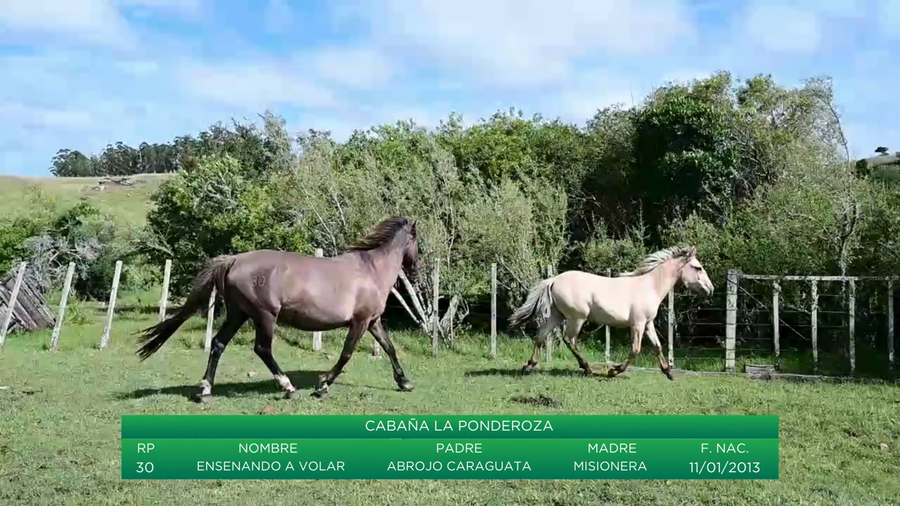 Lote Ensenando A Volar