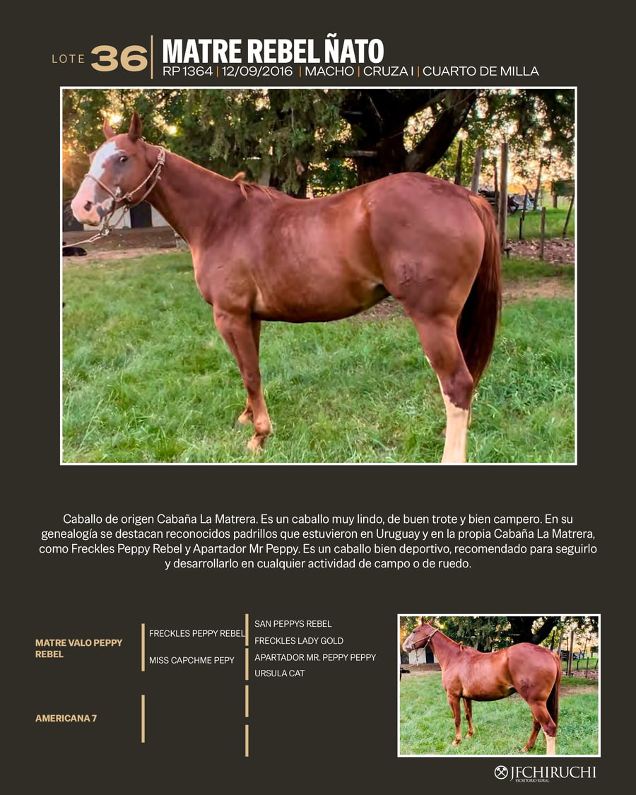 Lote MATRE REBEL NATO