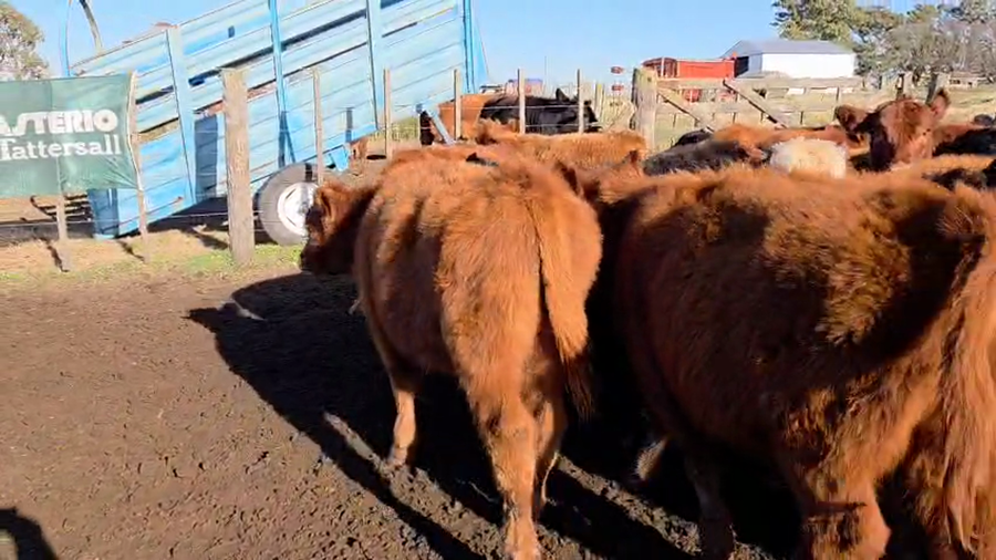 Lote 60 Terneros en Tres Aroyos