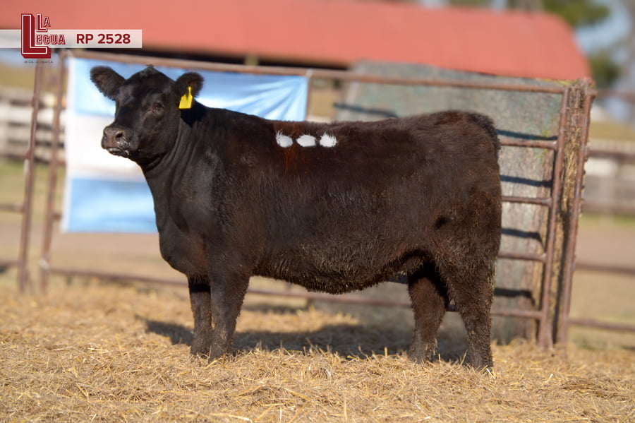 Lote VAQUILLONAS ANGUS  PP