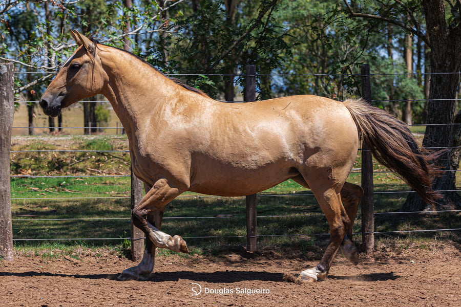 Lote LONTRA DE LA COLINA
